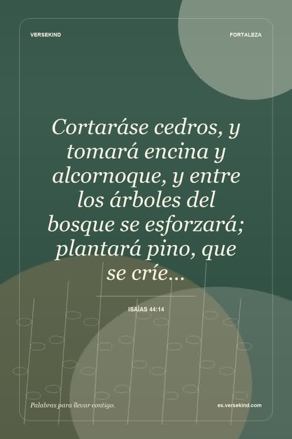 Cortaráse cedros, y tomará encina y alcornoque, y entre los árboles del bosque se esforzará; plantará pino, que se críe… — Isaías 44:14