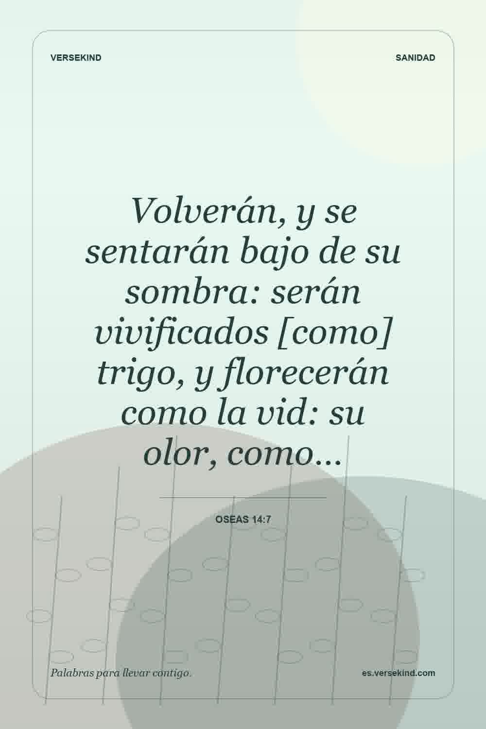 Volverán, y se sentarán bajo de su sombra: serán vivificados [como] trigo, y florecerán como la vid: su olor, como… — Oseas 14:7